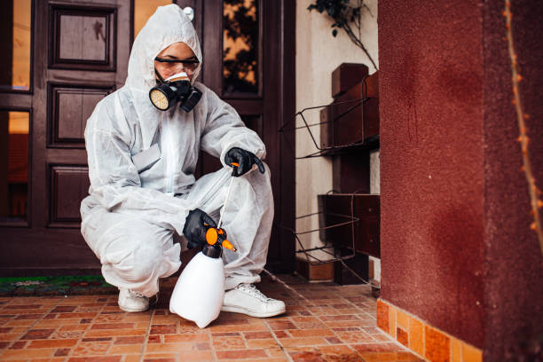 Attic and Crawl Space Rodent Treatment in Gifford
