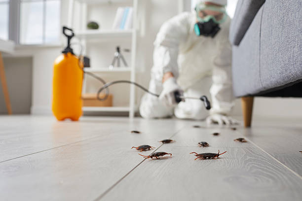 Commercial Rodent Management in Gifford
